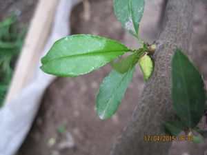 IMG_0041_.jpg