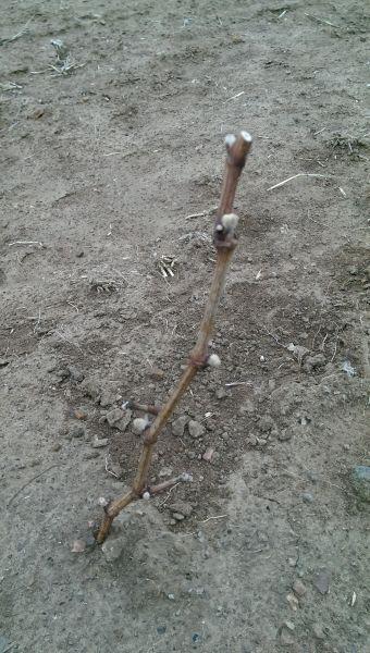 IMAG0813.jpg