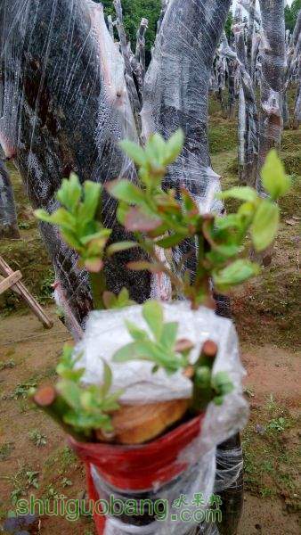 IMG_20150420_165755.jpg