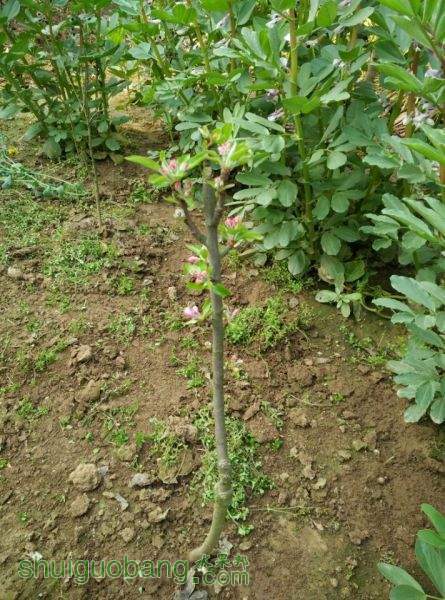 ��״ƻ����