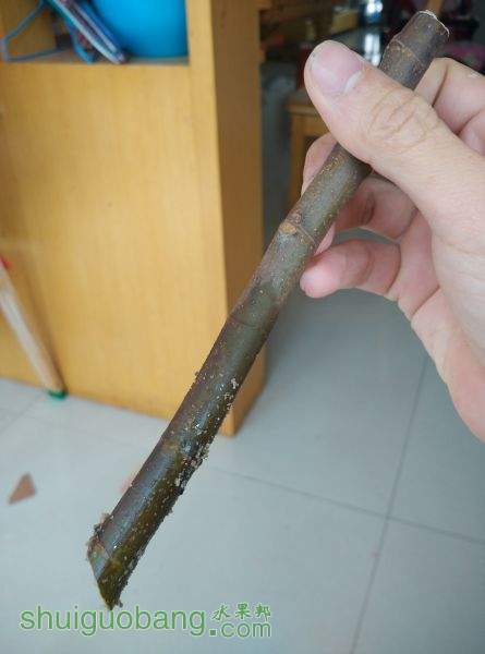 1.5CMسɵ֦