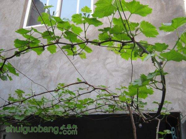 Ƭ 004.jpg