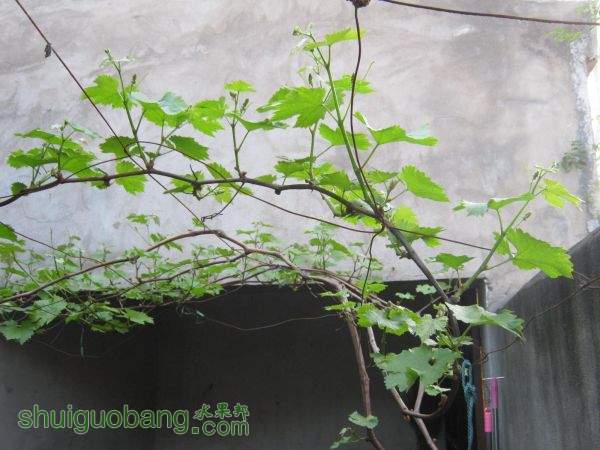 Ƭ 008.jpg