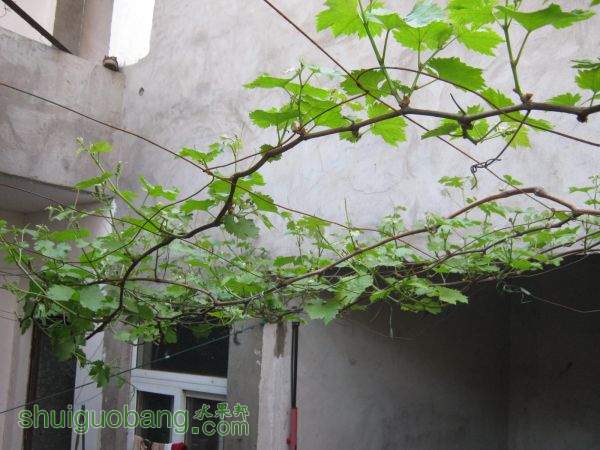Ƭ 011.jpg