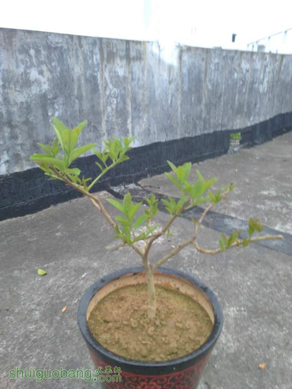 100558i8bpysgi772ltct2.jpg