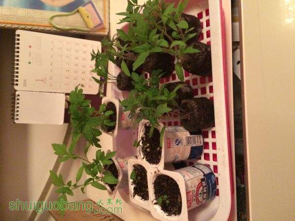 ���̺еľ��ǲ�ݮ