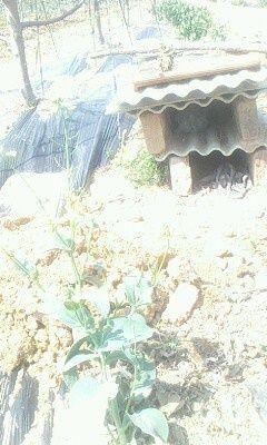 IMG0556A.jpg