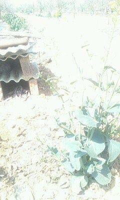 IMG0558A.jpg