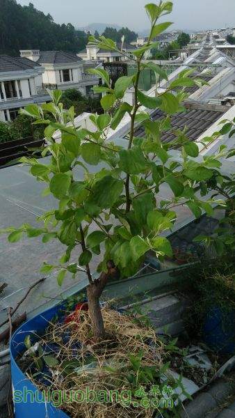 IMG_20150424_064744.jpg