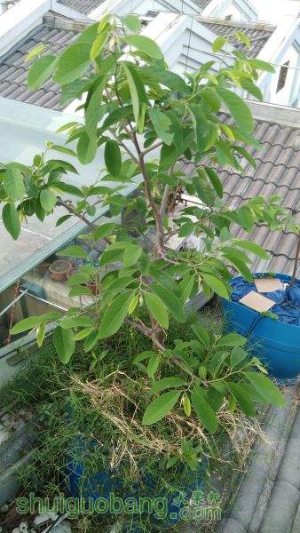 IMG_20150424_064410.jpg