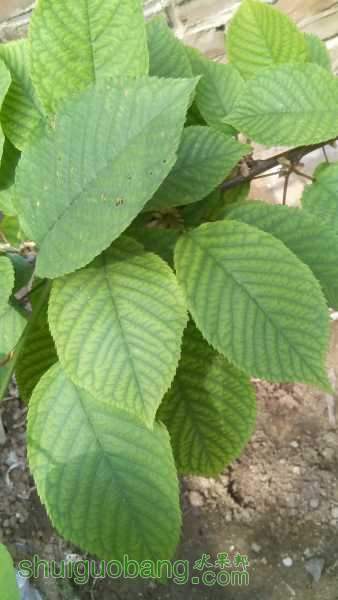 IMG_20150424_104226.jpg