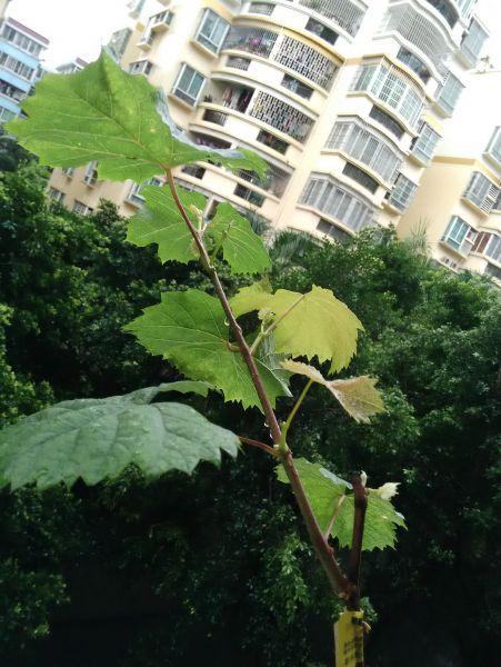 ����õ��