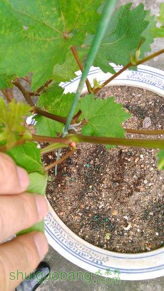 IMG_20150511_075505.jpg