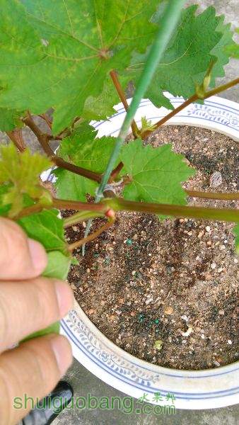 IMG_20150511_075503.jpg