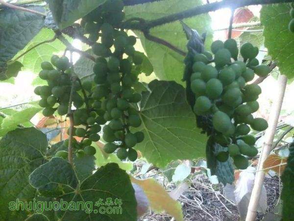 psb (33).jpg