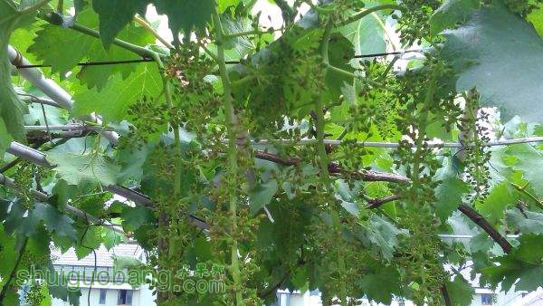 IMG_20150514_133830.jpg