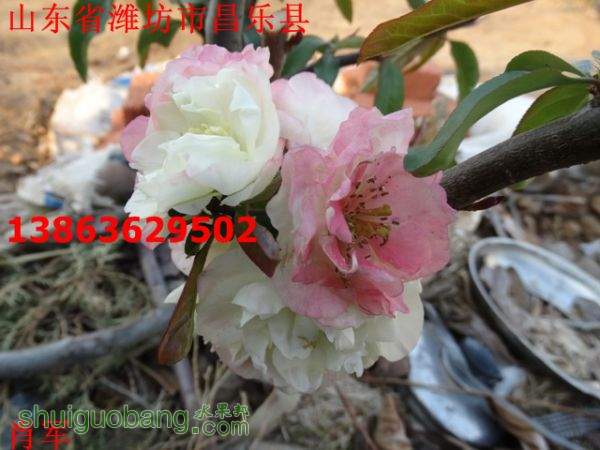DSC03044.jpg