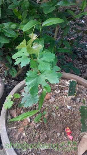 IMG_20150514_185036.jpg