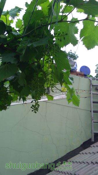 IMG_20150518_120226.jpg