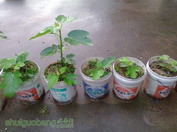 Ƭ0873.jpg