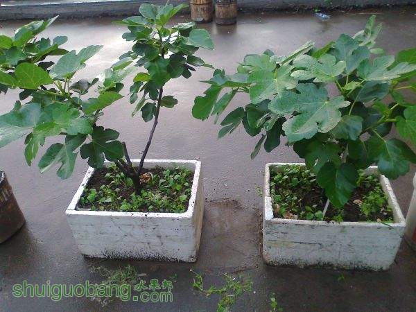 Ƭ0874.jpg