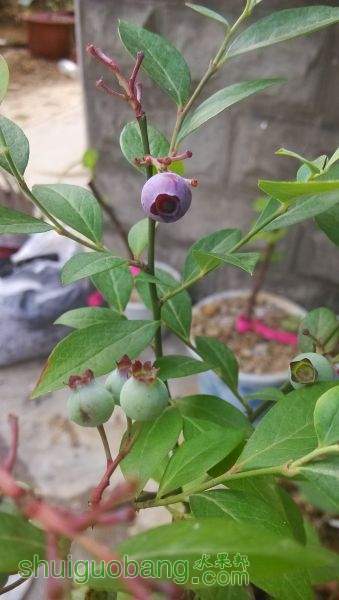 IMG_20150523_083056.jpg