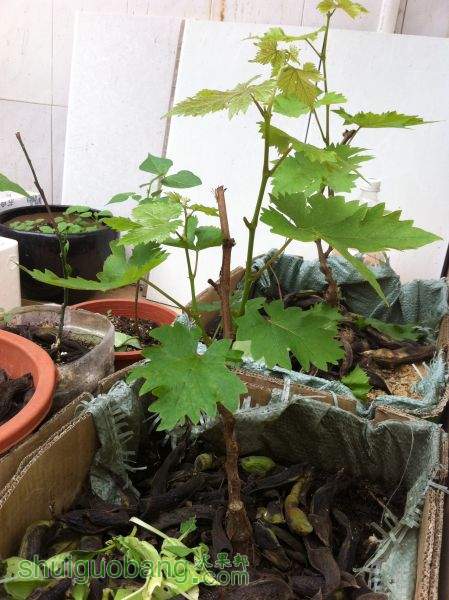 2015-05-24 133357.jpg