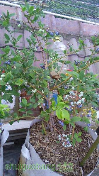 IMG_20150525_171856.jpg