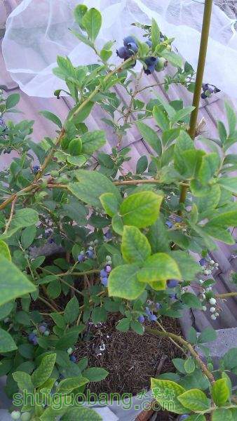 IMG_20150525_171915.jpg
