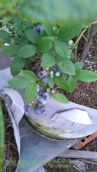 IMG_20150525_171932.jpg