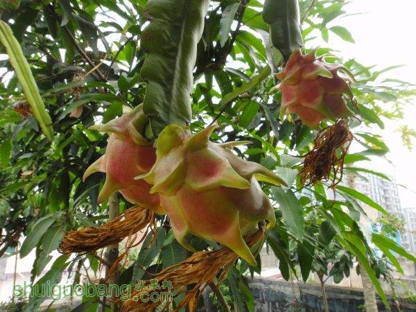 DSC08063.JPG