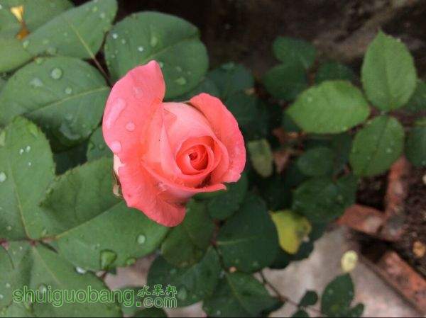 QQͼƬ20150530202849.jpg