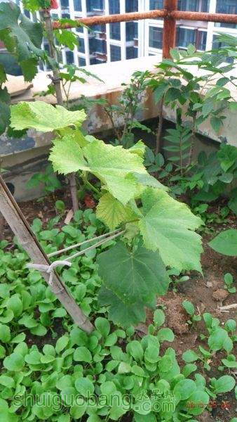 IMG_20150526_170305.jpg