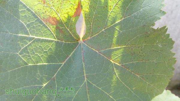 IMG_20150531_094934.jpg