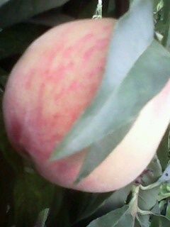 IMG0077A.jpg