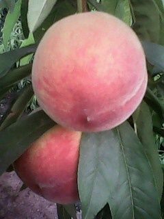IMG0078A.jpg