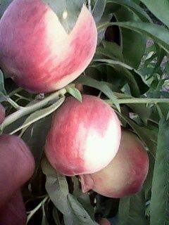 IMG0076A.jpg