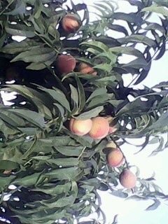 IMG0075A.jpg