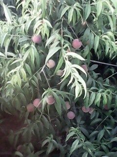 IMG0074A.jpg
