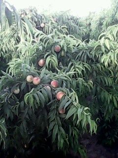 IMG0073A.jpg