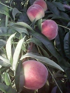 IMG0072A.jpg