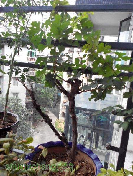 2015-06-06 14.50.54.jpg