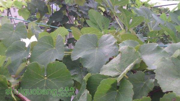 IMG_20150607_083022.jpg