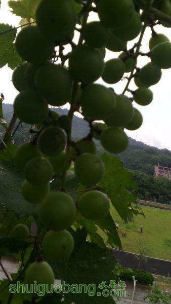 IMG_20150607_083317.jpg
