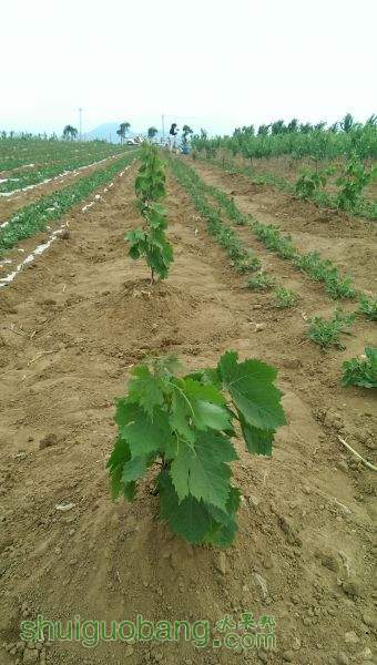IMAG0977.jpg