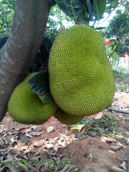 ǽĵĴͼ