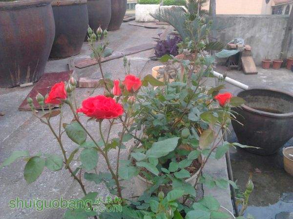 IMG_20150405_064937.jpg