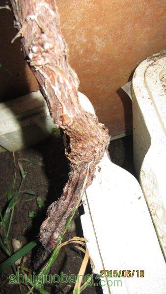 ������ 004.jpg