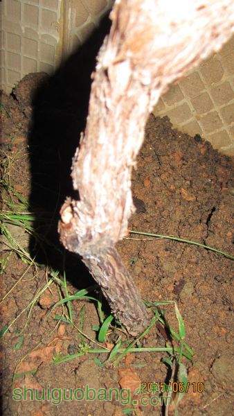 ������ 007.jpg