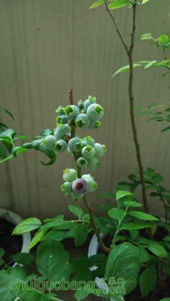 IMG_20150612_075659.jpg